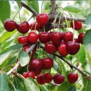 CHERRY SEEDS